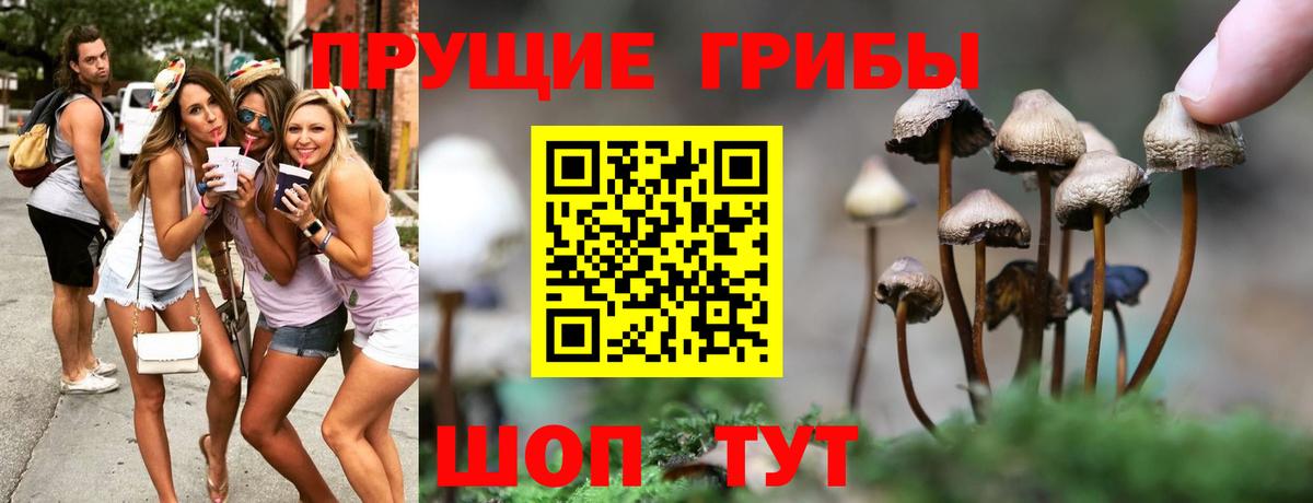 Псилоцибиновые грибы GOLDEN TEACHER  Вход с VPN  где продают   Корсаков  Псилоцибиновые грибы Psilocybe 